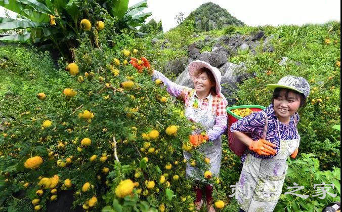 贵州155万亩刺梨带动百万农民增收致富